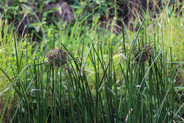 Nid Oiseaux Des Feuilles Sèches Sur Herbe Solitaire Près Canal — Photo