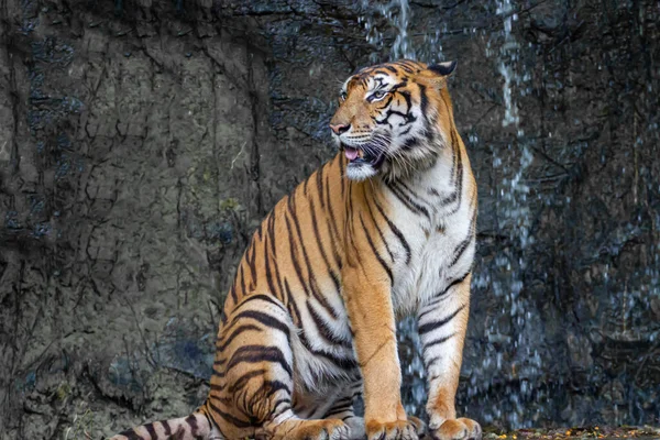 Tygr Posadí Ukáže Jazyk Před Mini Vodopádem Thajsku — Stock fotografie