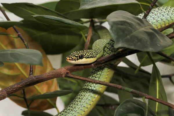 Fermer Serpent Vert Chrysopelea Ornata Sur Arbre — Photo