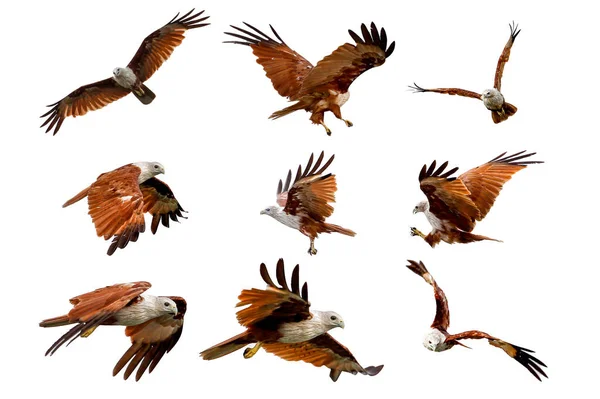 Tayland 'da gökyüzünde uçan kırmızı kartalın beyaz arka planda yolu vardır.