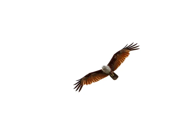 Kızıl Kartal Tayland 'da gökyüzünde uçar