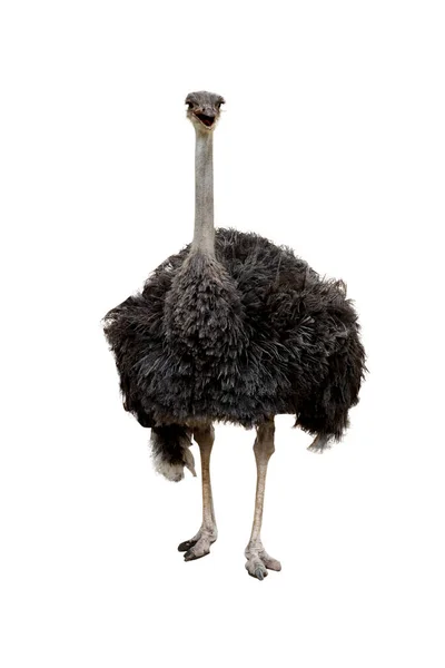 Big Ostrich Bird White Background Have Path — Stock Photo, Image