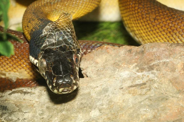 정원에 비단뱀 — 스톡 사진