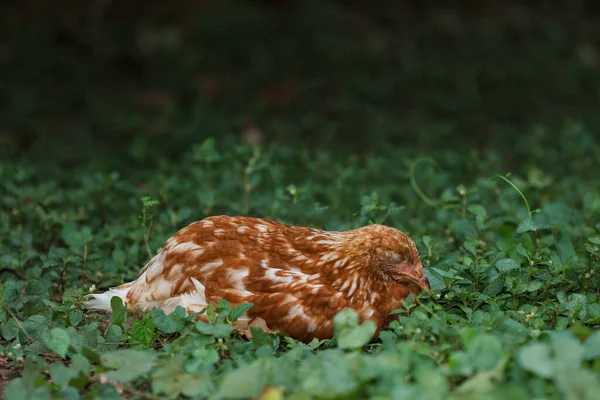 Gallina Roja Rhode Island Dormir Descansar Jardín Tailandia —  Fotos de Stock