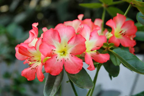 Die Schöne Rosa Und Weiße Blume Naturgarten — Stockfoto