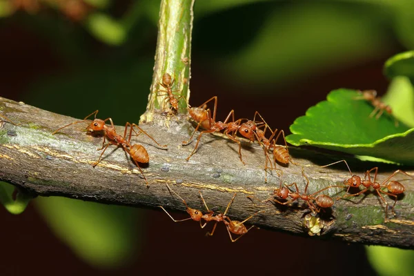 Gruppo Formica Rossa Albero Bastone Natura Foresta Thailandia — Foto Stock