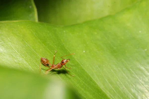 Close Formiga Vermelha Folha Verde Natureza Tailândia — Fotografia de Stock