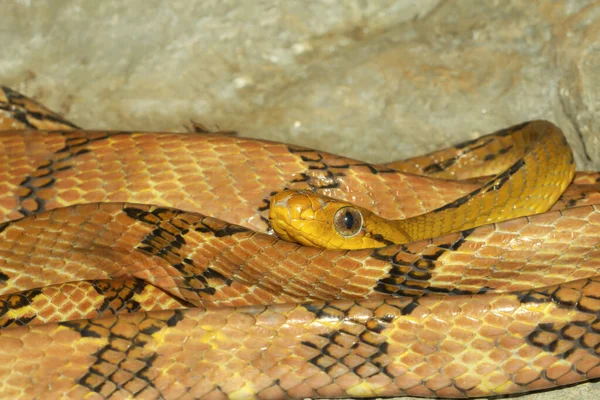 Gros Plan Dent Chien Oeil Chat Serpent Sur Rocher Thaïlande — Photo