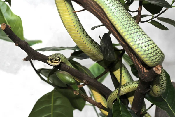 Close Green Snake Chrysopelea Ornata Tree Royalty Free Stock Images