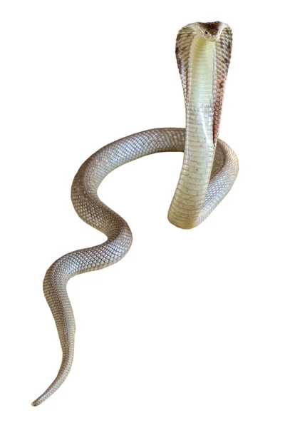 Cobra Snake White Background Have Path — Stock Photo, Image