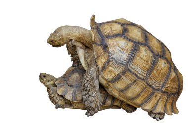 Büyük Sulcata kaplumbağası beyaz arka planda erkek ve dişi melezleşir.