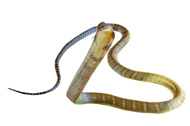 Beyaz arkaplanda odaklanmış kral kobra yolu var 