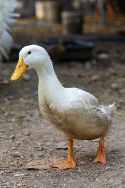 Yavru beyaz kaz ayağa kalktı bahçede, Tayland 'da