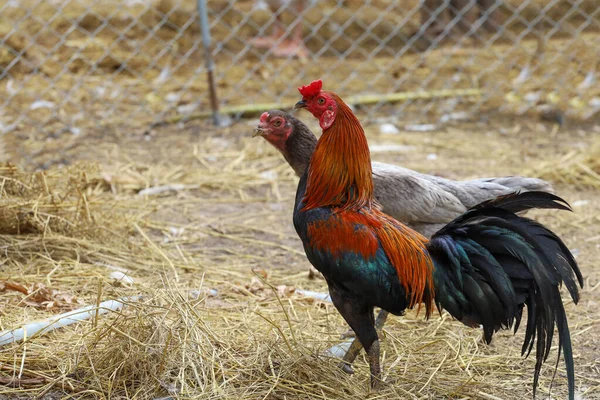 Zwei Kampfhähne Und Henne Spazieren Bauernhof Thailand — Stockfoto
