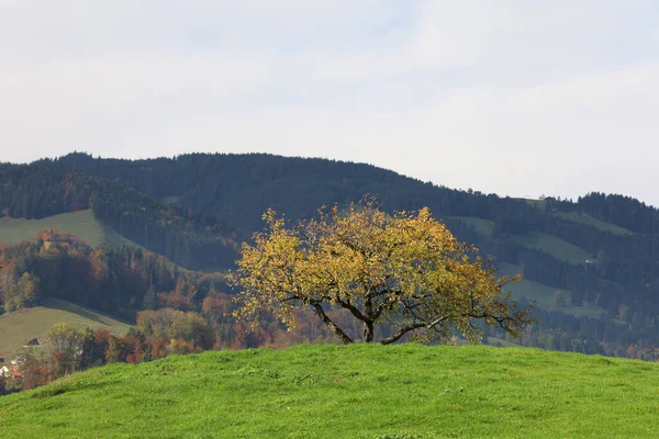 Vista Árvore Outono Montanha Suíça — Fotografia de Stock