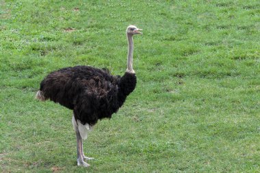 Devekuşu, Tayland 'daki bahçede dikiliyor.
