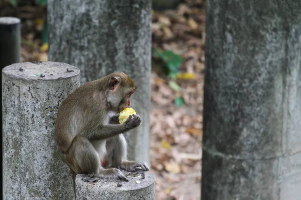 Der Männliche Affe Setzt Sich Und Isst Mais Auf Zementstange — Stockfoto