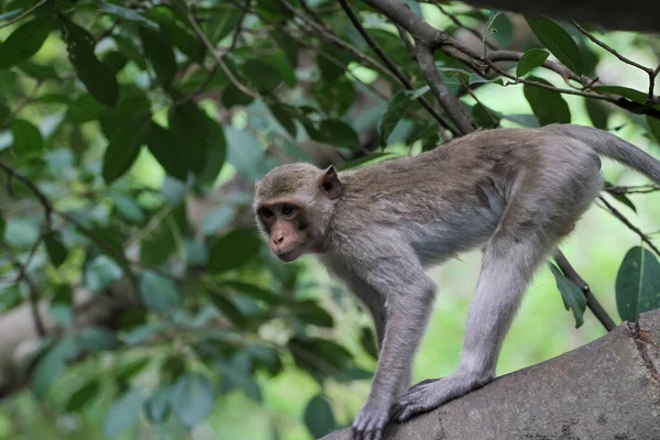 Der Affe Stoppt Einem Großen Astbaum Der Natur Thailand — Stockfoto