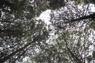 Tayvan 'daki Alishan Ulusal Parkı' nda tepedeki ağaca bak..