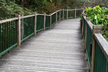 Tayvan 'daki Güneş Ay Gölü' nde yürümek için ormandan çok uzakta.