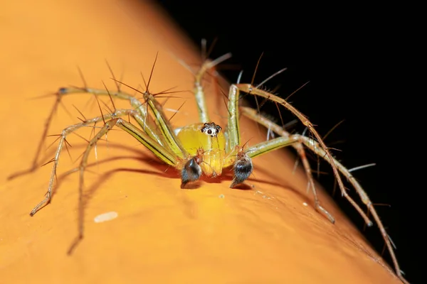 Nahaufnahme Die Gelbe Spinne Ist Wanze Der Natur Thailand — Stockfoto