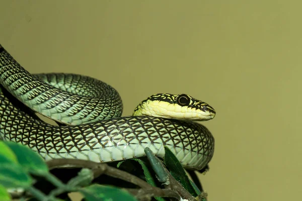 Close Cabeça Chrysopelea Ornata Cobra Cobra Verde Tailândia — Fotografia de Stock