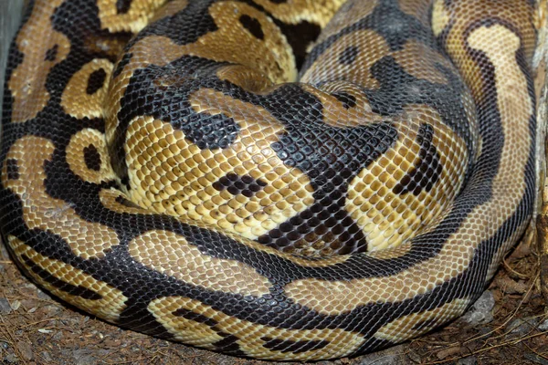 Gros Plan Peau Serpent Python Ball Pour Motif Animal Fond — Photo