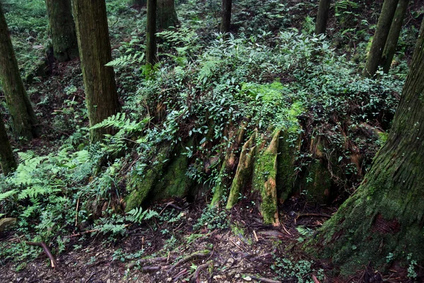 Vieille Racine Grand Arbre Dans Zone Parc National Alishan Taiwan — Photo