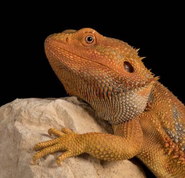 Sakallı bir ejderha profili