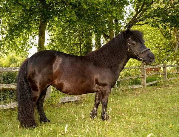 Padrão Shetland Pony — Fotografia de Stock