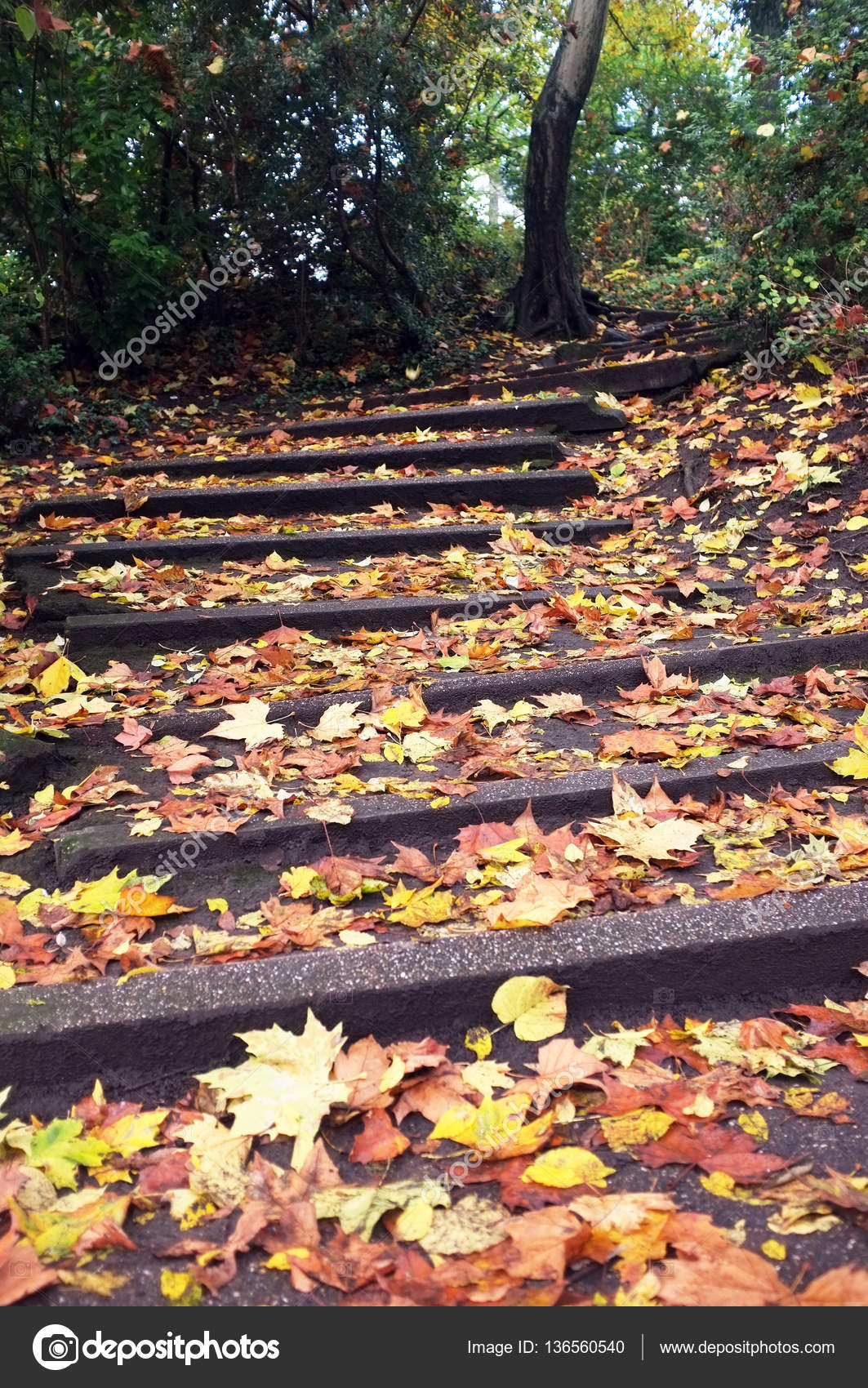 Leaves on Steps