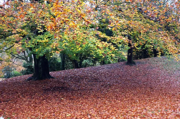 Падшие листья и дерево — стоковое фото