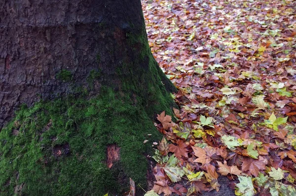 Düşen yapraklar ve bir ağaç