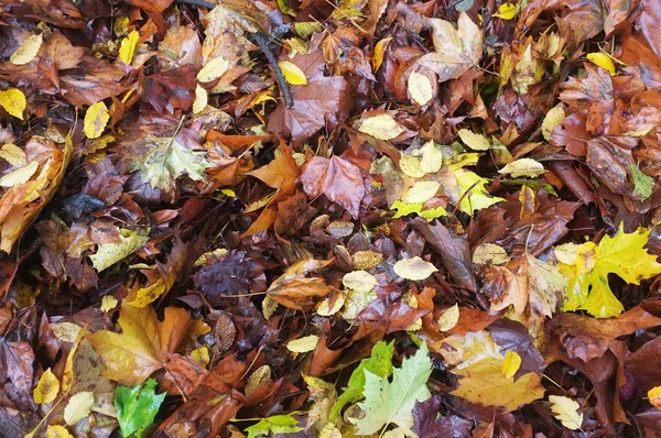 Düşmüş ıslak yapraklar