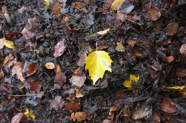 Folhas molhadas caídas — Fotografia de Stock