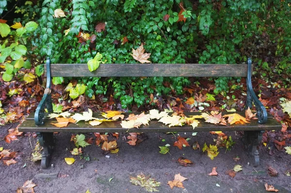 Foglie cadute su panchina — Foto Stock