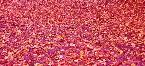 Spadły liście na podłogę — Zdjęcie stockowe