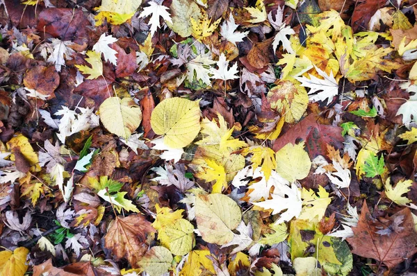 Feuilles tombées sur le sol — Photo