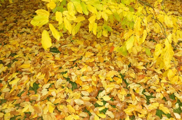Folhas amarelas no ramo no chão — Fotografia de Stock