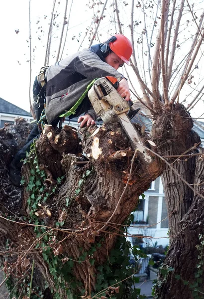 Ouvrier coupe des branches d'arbres — Photo