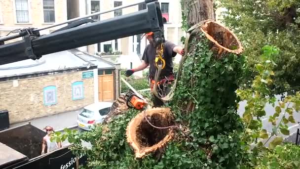 Travailleur coupe des branches d'arbre avec une tronçonneuse — Video