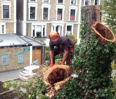  Worker cuts tree branches with a chainsaw clipart