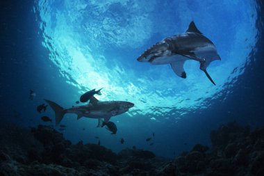 büyük beyaz köpekbalıkları