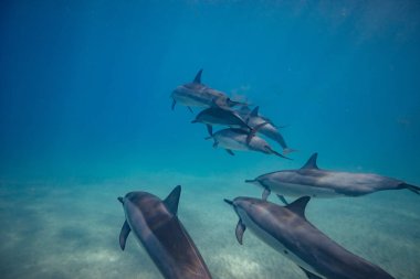 vahşi yunuslar su altında 