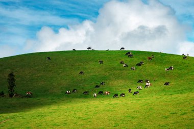 İnekler bir arazide yeşil tepeler üzerinde