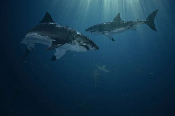 Grandes tiburones blancos — Foto de Stock