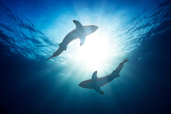 Grandes tiburones blancos — Foto de Stock