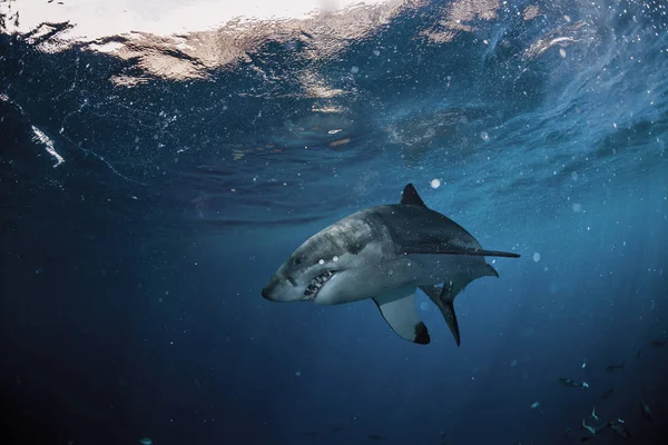 偉大な白いサメ — ストック写真