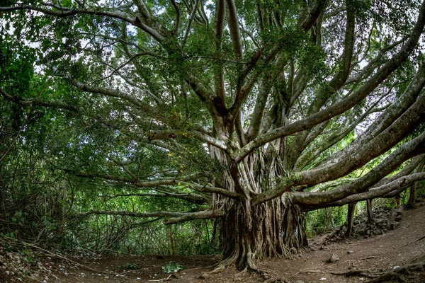 Величезне дерево в джунглях — стокове фото