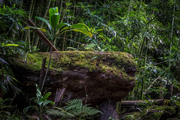 Omszały opoka w bambusowym lesie — Zdjęcie stockowe